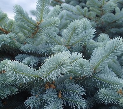 Blue Spruce Potted Christmas Tree – Merlino's Christmas Trees