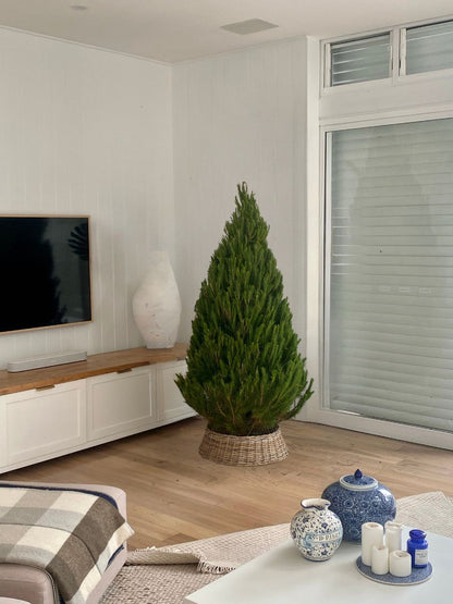 Pre-order: 5ft Real Cut Monterey Pine Christmas Tree (~150cm)