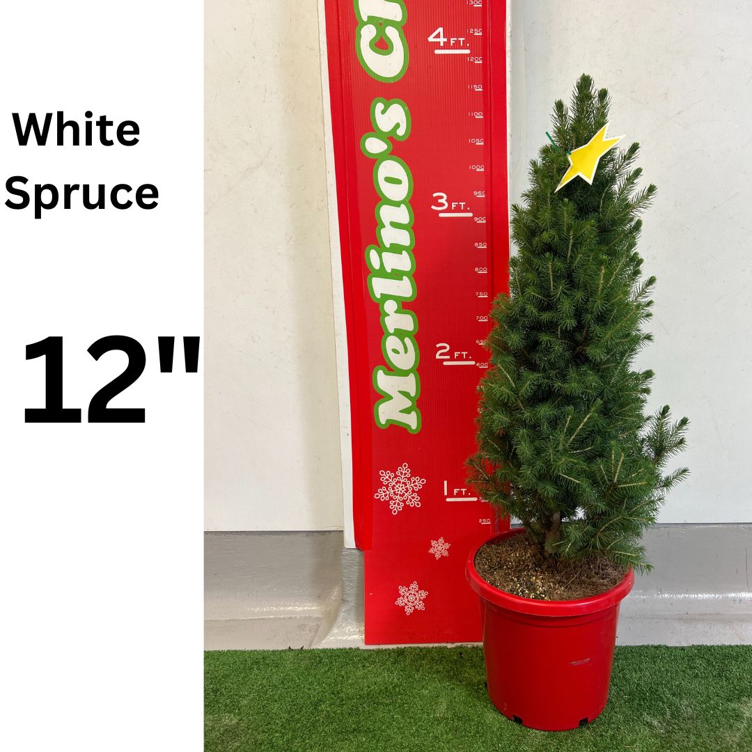 12" White Spruce potted Christmas tree