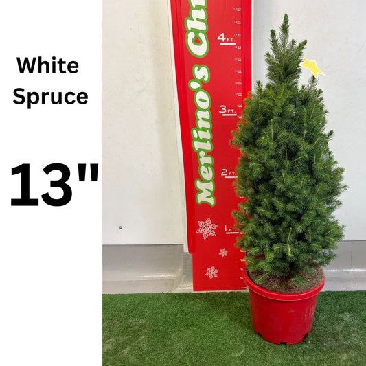 13" White Spruce potted Christmas tree