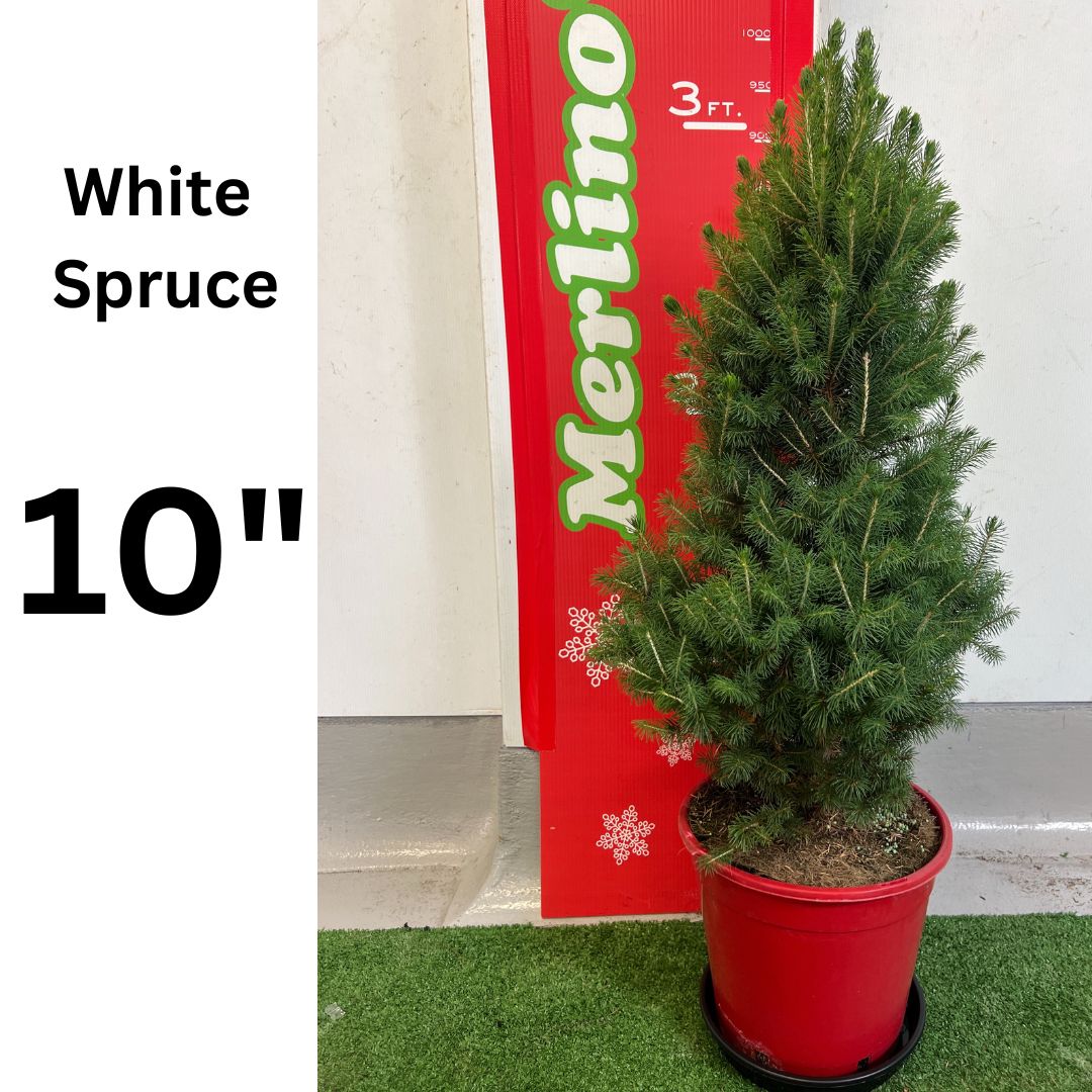 10" White Spruce potted Christmas tree