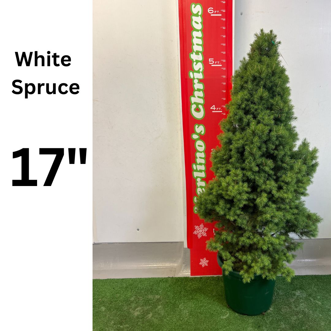 17" White Spruce potted Christmas tree - Super Star