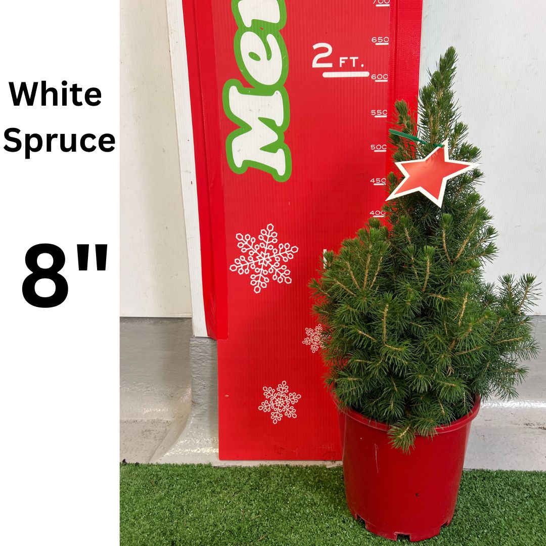 8" White Spruce potted Christmas tree