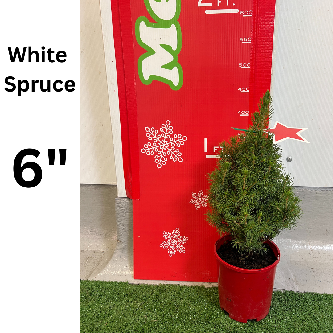 6" White Spruce potted Christmas tree