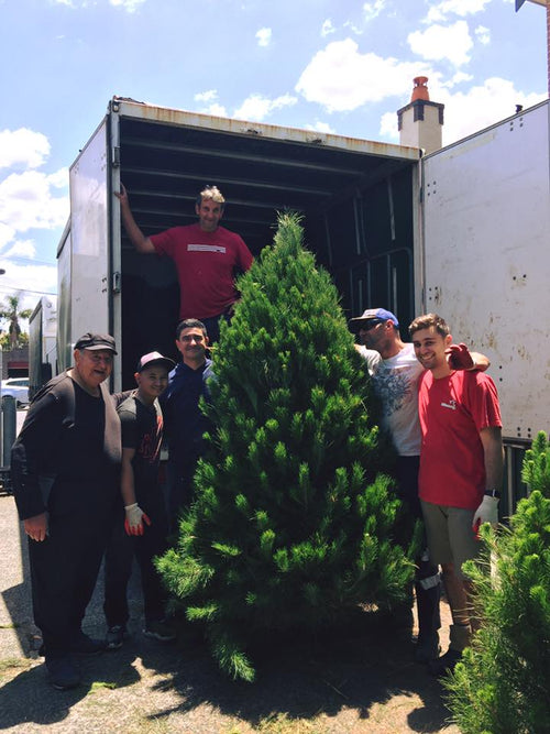 Real Christmas Trees In Sydney Merlinos Christmas Trees